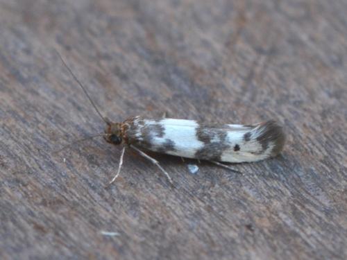 Réf. 344 870 : Enolmis acanthella